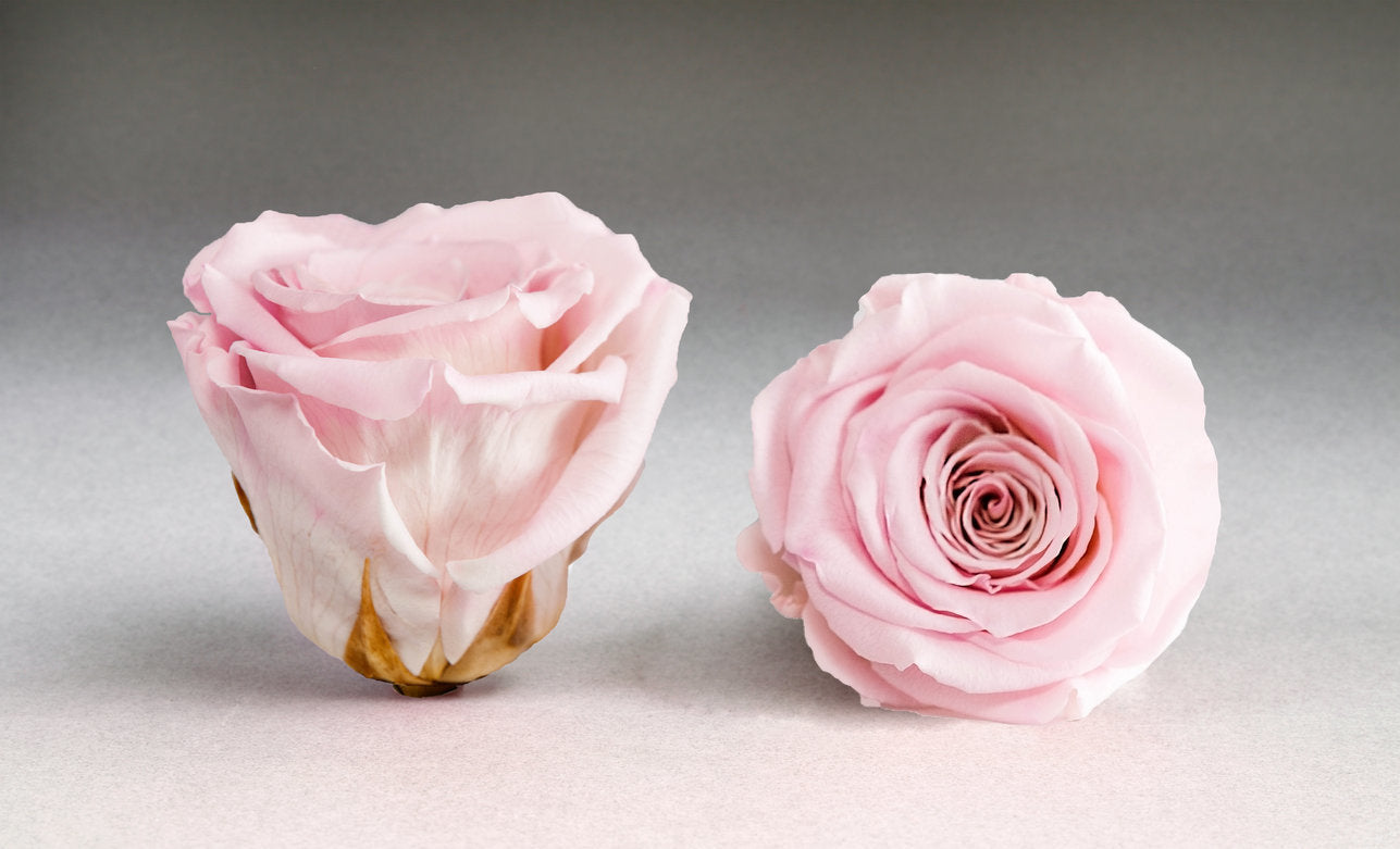 Significado del color de las rosas: ROSADO