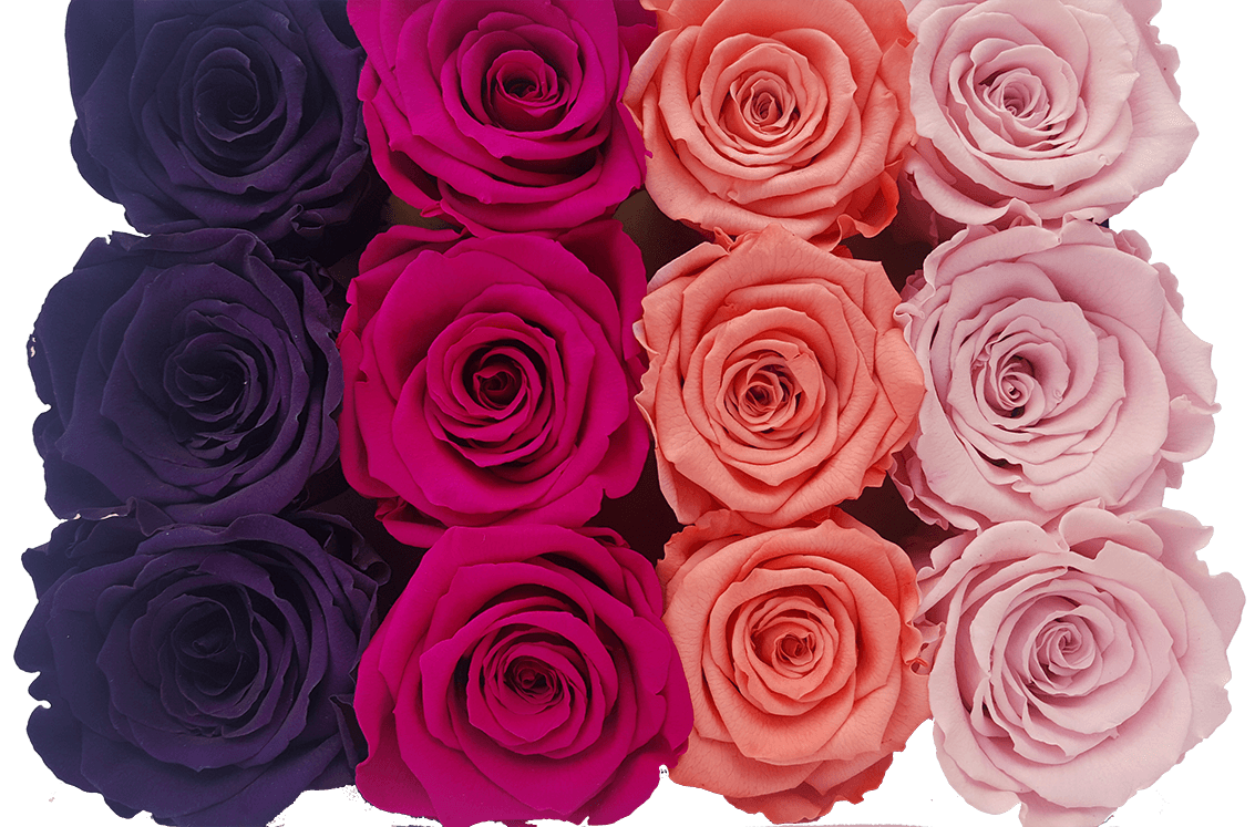 LA ROSA ETERNIZADA DE BELLE FLEUR ECUADOR