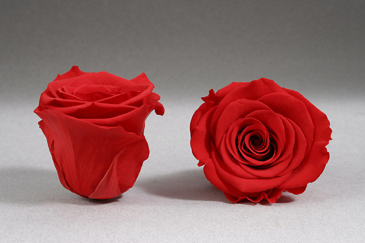 Significado del color de las rosas: ROJO
